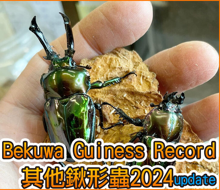 日本Bekuwa Guiness Record 其他鍬形蟲2024