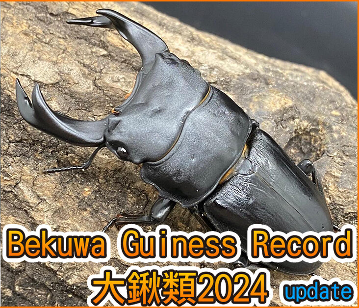 日本Bekuwa Guiness Record 大鍬類2024