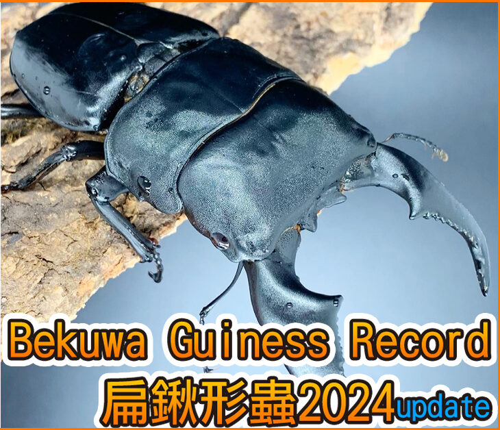 日本Bekuwa Guiness Record 扁鍬形蟲2024