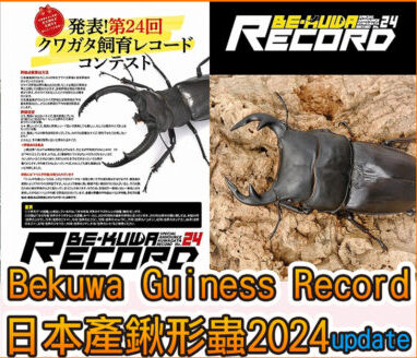 日本Bekuwa Guiness Record 日本產鍬形蟲2024